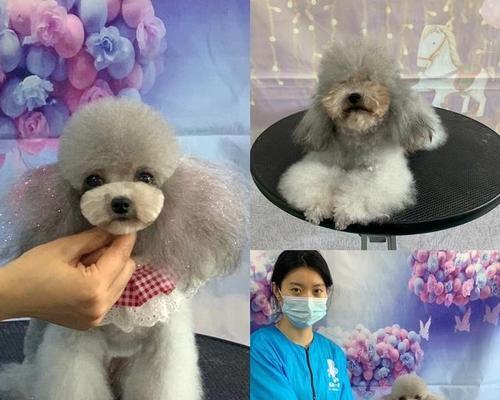 解读狗狗尿很黄很臭的原因（揭秘宠物健康的小秘密）