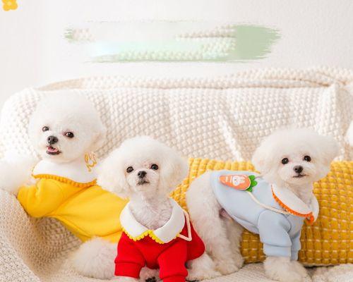 狗狗三个月正常体重标准（了解宠物的健康状况）