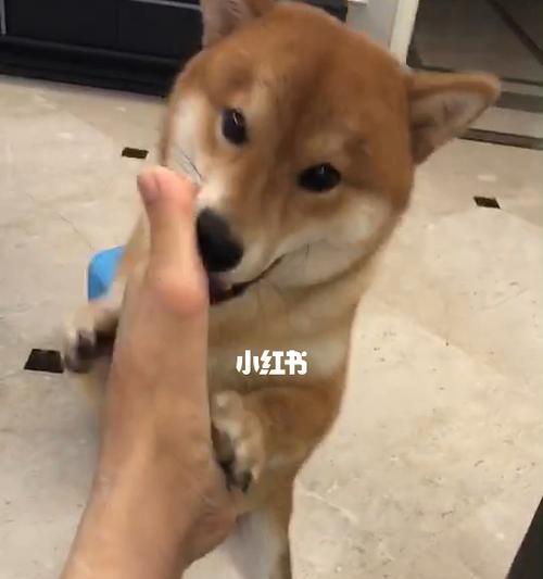 狗狗为什么老舔自己的手（探究狗狗舔自己手的原因与健康风险）