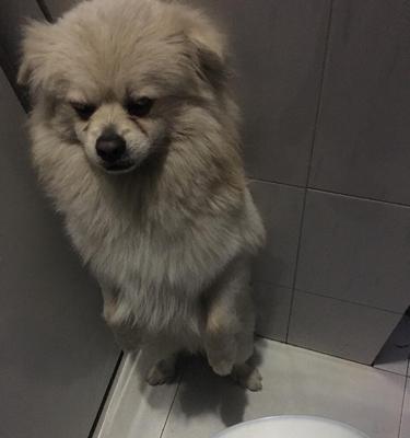 为什么狗喜欢吃馒头而不是狗粮（探究宠物狗选择食物的原因）