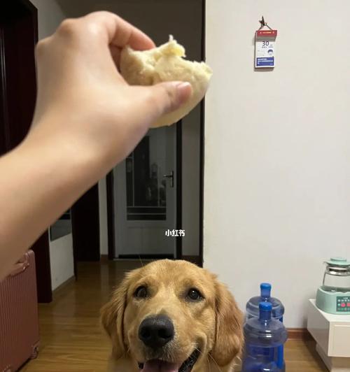 为什么狗喜欢吃馒头而不是狗粮（探究宠物狗选择食物的原因）