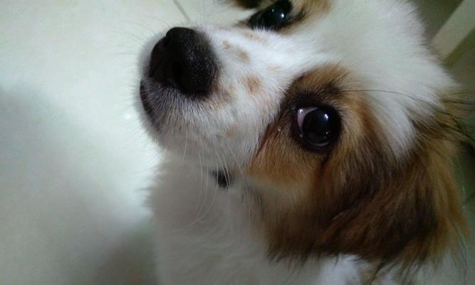 狗眼睛肿了怎么办（了解犬类眼部问题的原因和治疗方法）