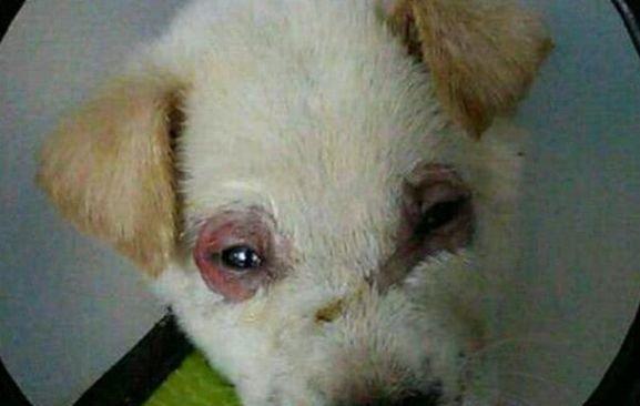 狗眼睛肿了怎么办（了解犬类眼部问题的原因和治疗方法）