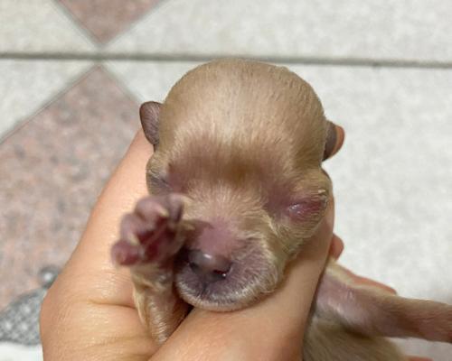 狗眼睛肿了怎么办（了解犬类眼部问题的原因和治疗方法）