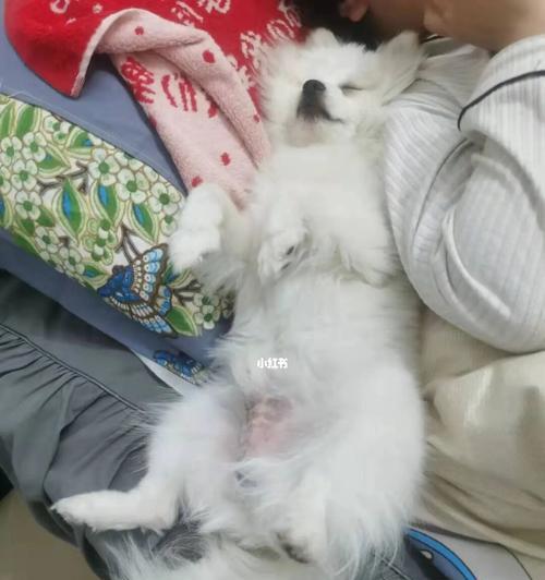 揭秘狗狗连续放屁的原因（解析狗狗放屁现象）