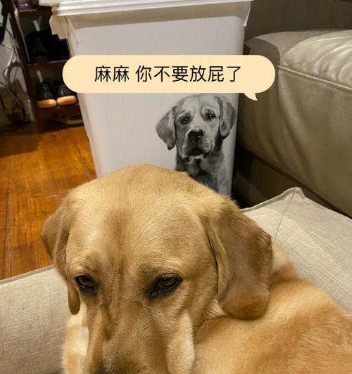 揭秘狗狗连续放屁的原因（解析狗狗放屁现象）
