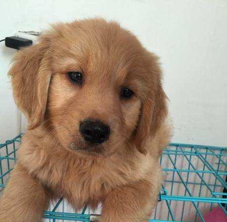 金毛幼犬低烧喘粗气，你需要了解的知识（探究幼犬低烧喘粗气原因）