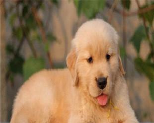 金毛幼犬低烧喘粗气，你需要了解的知识（探究幼犬低烧喘粗气原因）