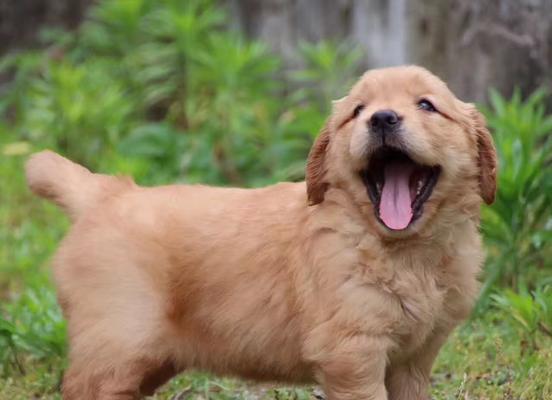 金毛幼犬为何容易生病？——探究金毛幼犬养护健康的方法