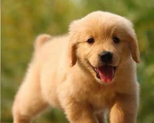 金毛幼犬为何容易生病？——探究金毛幼犬养护健康的方法