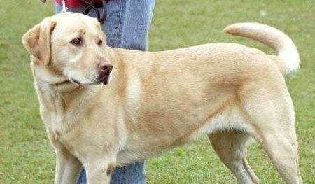 如何解决拉布拉多犬老叫唤问题（实用的方法和技巧帮你解决宠物叫唤问题）