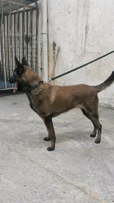 如何让以马犬6个月不凶猛（以宠物为主）