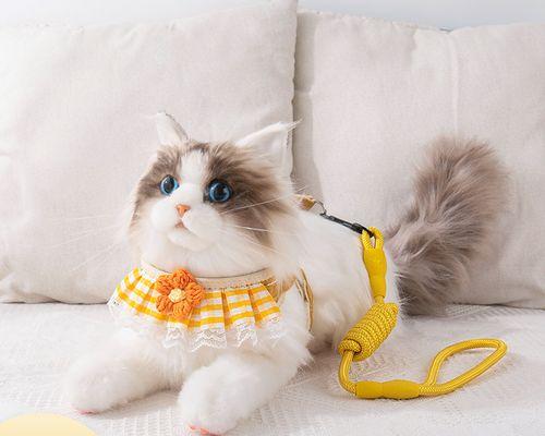小猫不吃东西怎么办（宠物的饮食问题与解决方法）