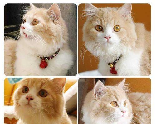 小猫不吃东西怎么办（宠物的饮食问题与解决方法）