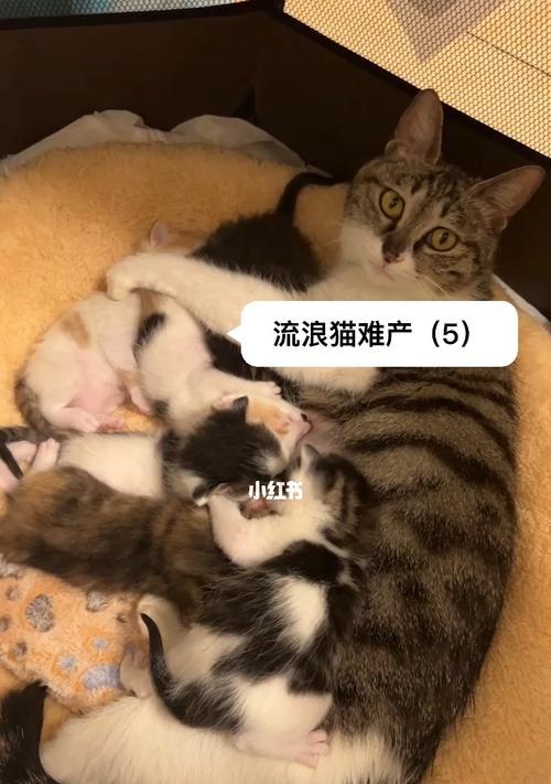 剖腹产后猫咪是否还能正常喂奶（探究猫咪剖腹产后喂奶的可能性以及应对方法）