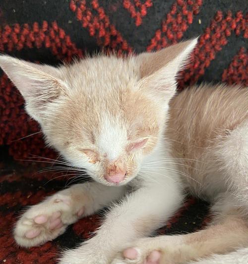 宠物猫眼被打流血应急处理（如何处理猫眼被打流血）