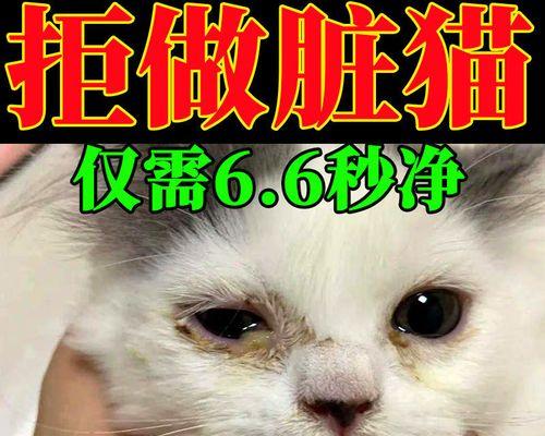 宠物猫眼被打流血应急处理（如何处理猫眼被打流血）