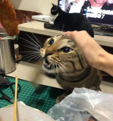 猫咪的饮食习惯——一天两餐（为什么猫咪一天吃两顿饭）