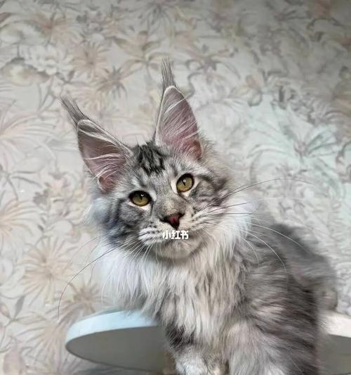 缅因猫多少钱一只，这是一只好的宠物吗（缅因猫的价格）