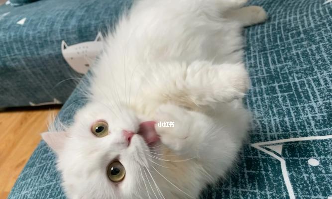 小猫咪如何正确使用庆大霉素（以宠物为主）