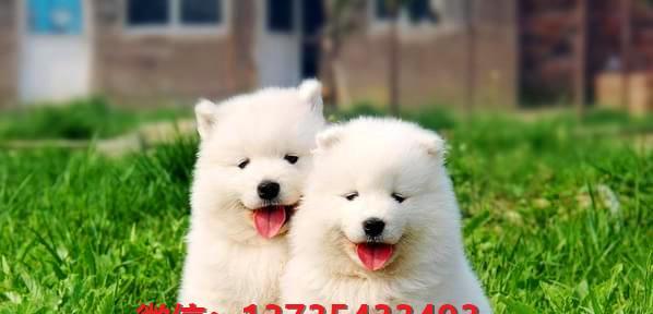 如何增加萨摩耶幼犬的体重（宠物爱好者必看！萨摩耶幼犬偏瘦怎么办）