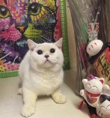 沈阳宠物店推荐（在沈阳哪里可以买到可爱的小猫）