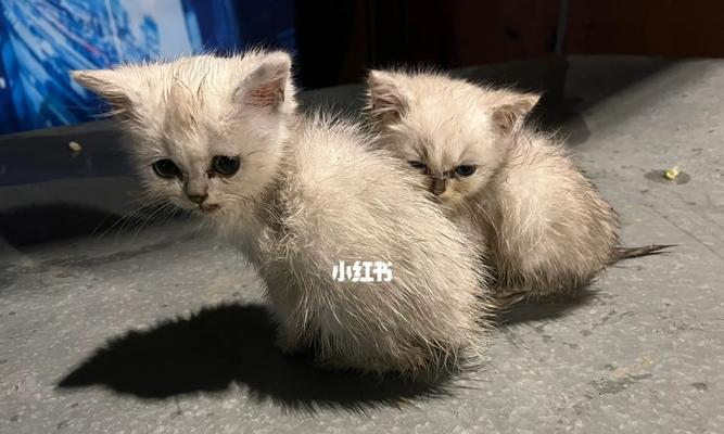 沈阳宠物店推荐（在沈阳哪里可以买到可爱的小猫）