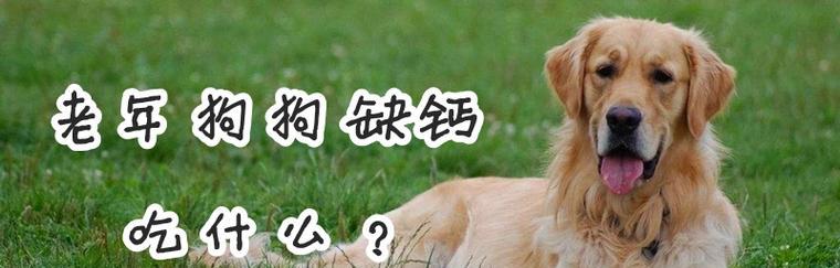 狗狗补钙食谱（宠物爱吃的营养佳品）