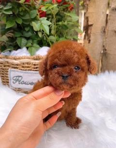 如何挑选茶杯犬作为你的宠物（以什么样的泰迪属于茶杯犬）