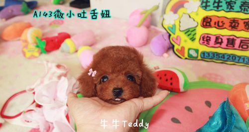 泰迪狗喜欢的玩具有哪些（探寻泰迪狗爱好的玩具类型）