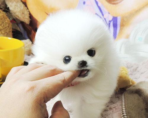通州茶杯犬价格揭秘（宠物市场上的茶杯犬是多少钱）