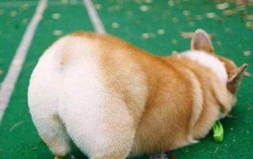 为什么有这么多狗没有尾巴（探究狗的尾巴丢失现象及原因）