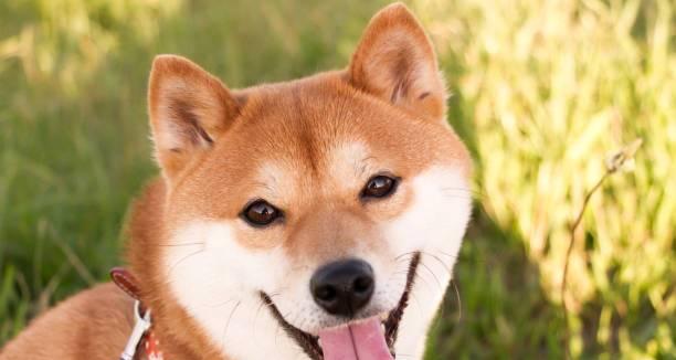 小柴犬为什么总是全身痒（揭秘小柴犬常见病因和防治措施）