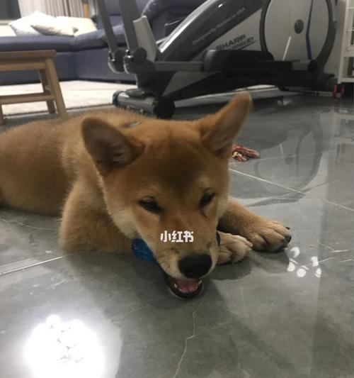 小柴犬为什么总是全身痒（揭秘小柴犬常见病因和防治措施）