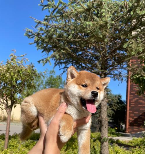 小柴犬为什么总是全身痒（揭秘小柴犬常见病因和防治措施）