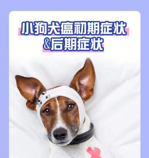 小狗得了犬瘟，为什么一直转圈圈（宠物主人必读！如何防止小狗感染犬瘟）