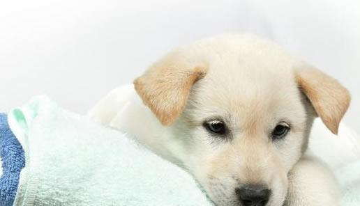 小狗得了犬瘟，为什么一直转圈圈（宠物主人必读！如何防止小狗感染犬瘟）