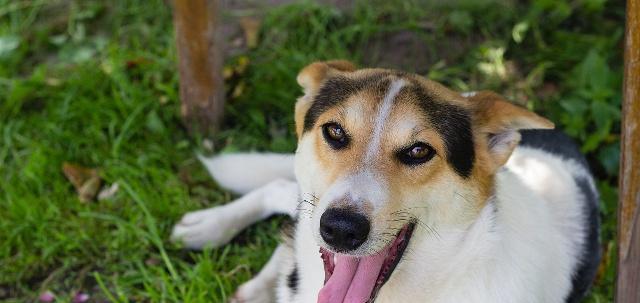 小狗得了犬瘟，为什么一直转圈圈（宠物主人必读！如何防止小狗感染犬瘟）