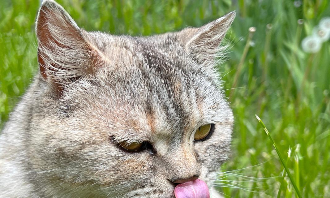 小猫喉咙里有异物怎么办（如何处理宠物吞食异物的紧急情况）