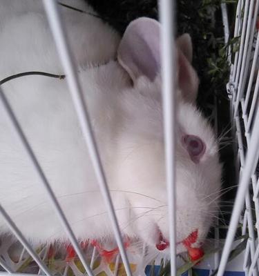 为宠物挑选食品需要谨慎（小猫晚上吃猪肝粥会死吗）