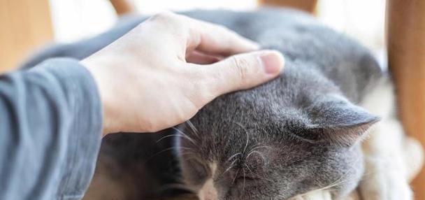 解决猫咪厌食呕吐不振的实用方法（教你如何应对宠物猫咪的健康问题）