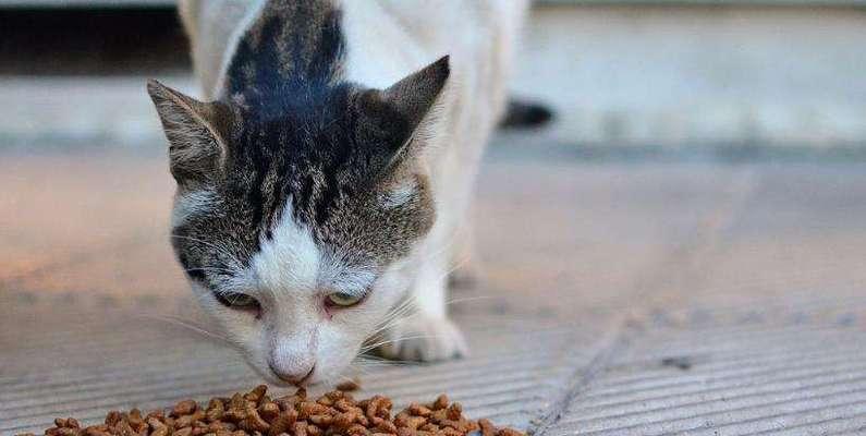 猫咪的挑食问题解决方法（宠物猫咪的饮食健康）