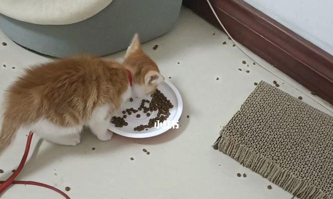 猫咪为什么要吃自己的毛（探究猫咪吃毛背后的原因与危害）
