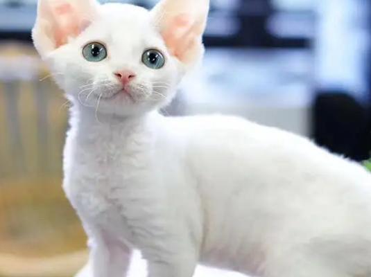 猫咪世界的品种大全（探寻猫咪的世界）