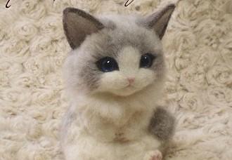 猫咪世界的品种大全（探寻猫咪的世界）