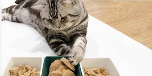 宠物猫的饮食需求及喂食建议（宠物猫的饮食需求及喂食建议）