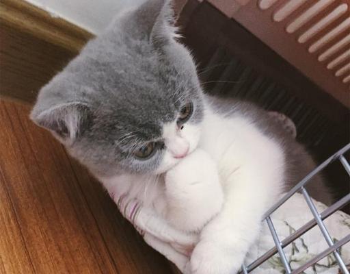 猫咪饮食（果冻营养成分及适量食用）