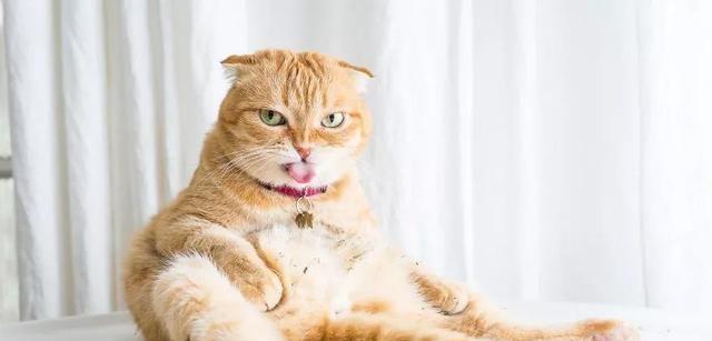 猫咪蹭你却不让摸（探究猫咪行为的奥秘）