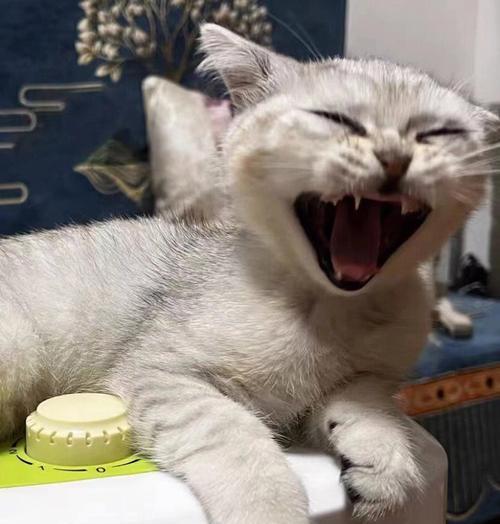 猫咪拉稀不吃不喝如何处理（宠物养护中需要注意的细节）