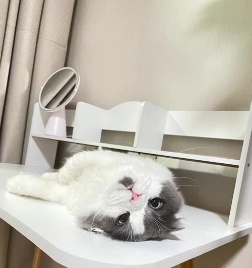 如何让猫咪不再爬桌子（从培养好习惯到提供适当环境）